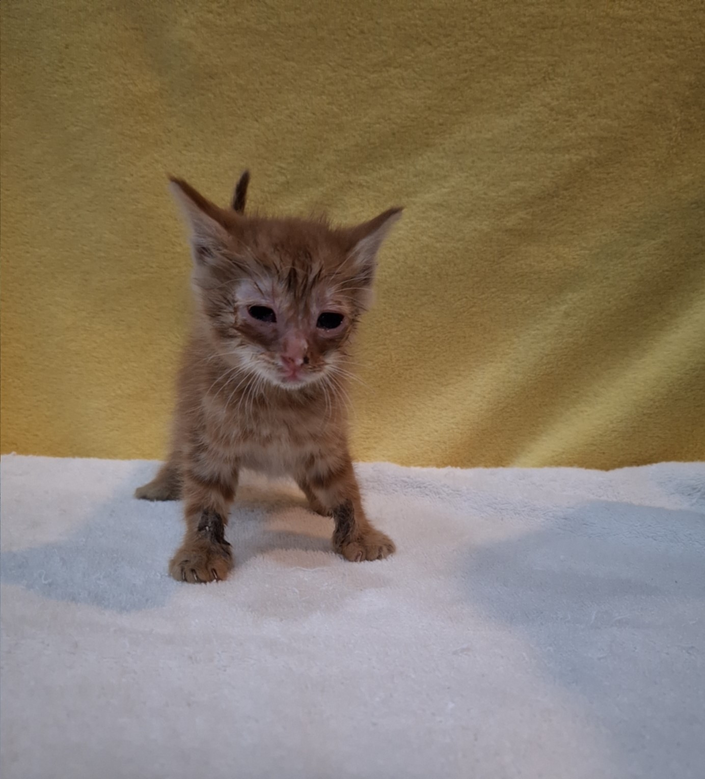 군산유기동물보호센터_445467202502059